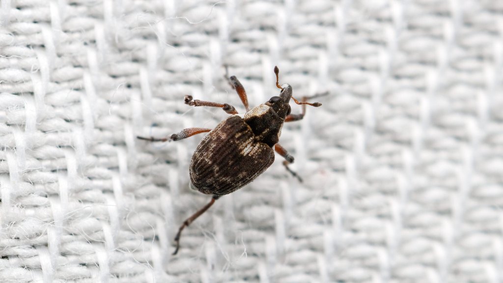 Phytobius leucogaster
