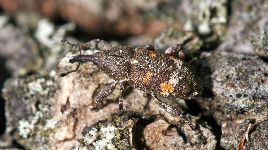 Curculionidae Pissodes castaneus