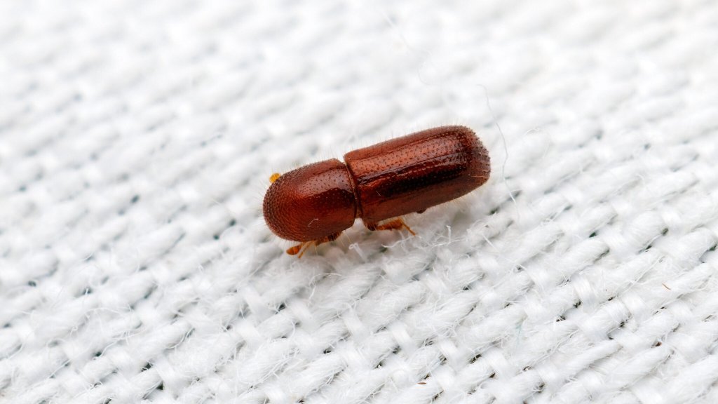 Xyleborinus sp.