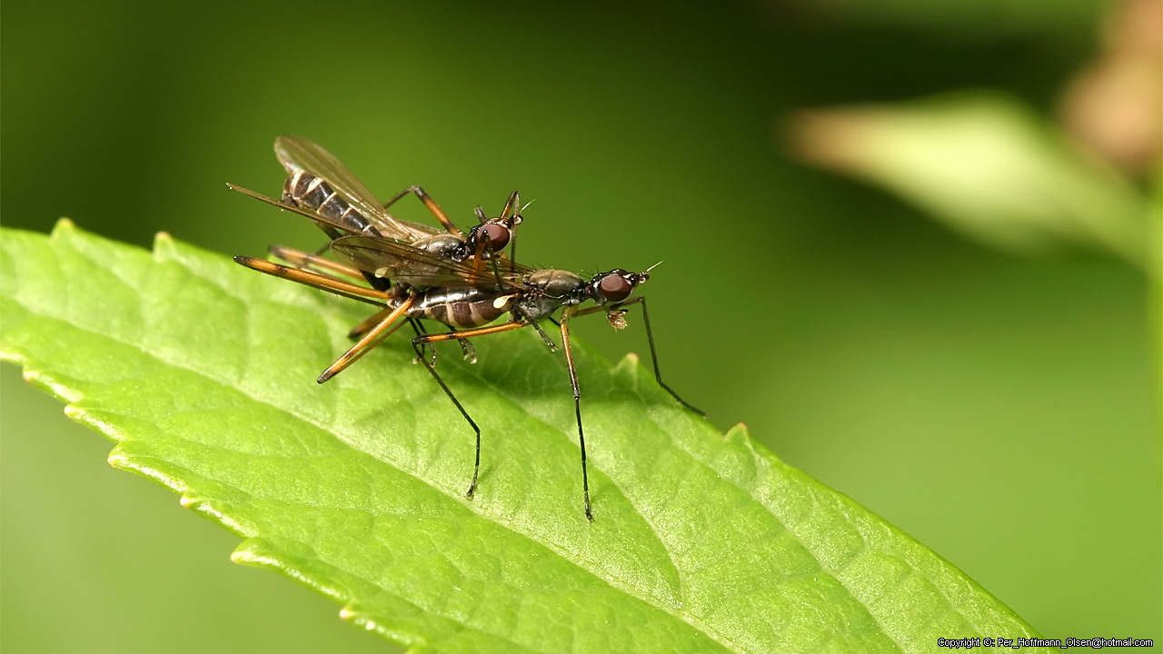 Micropeza corrigiolata