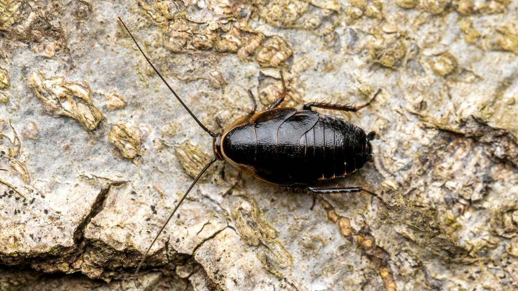 Ectobius sylvestris