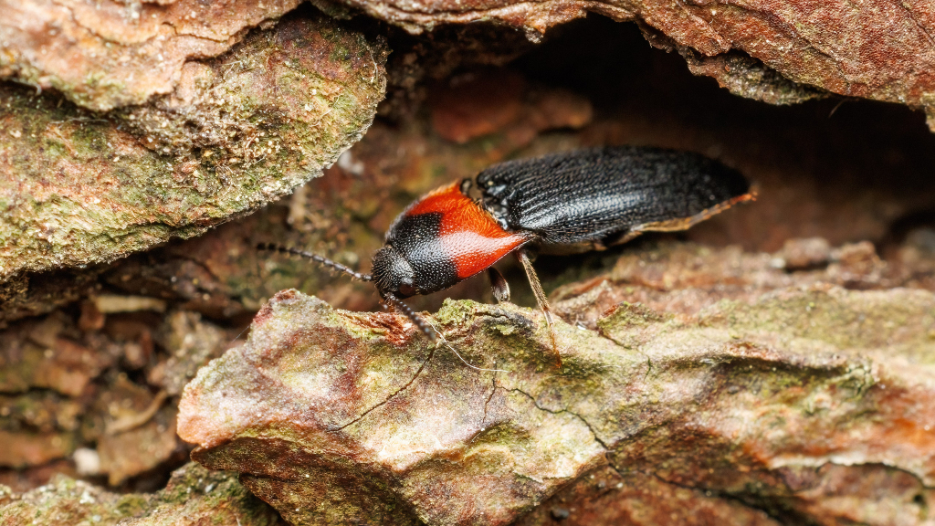 Ampedus sinuatus