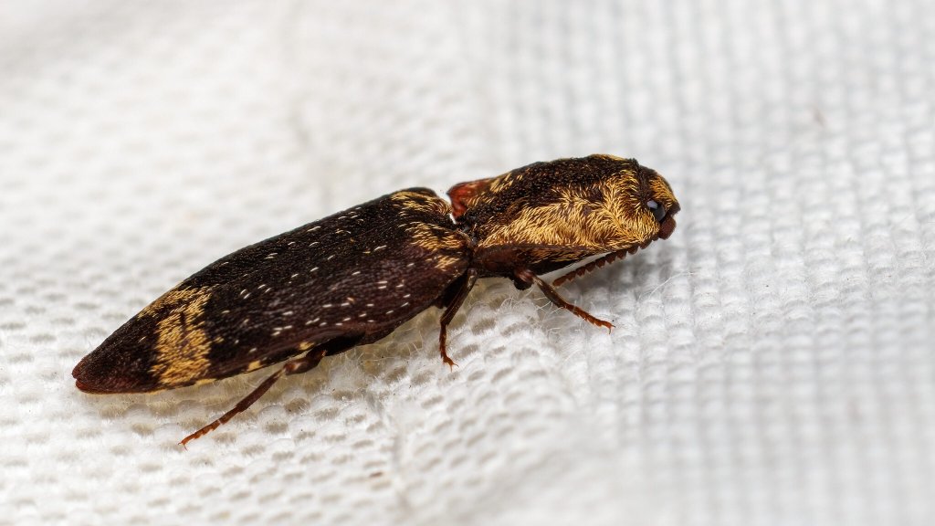 Lacon querceus