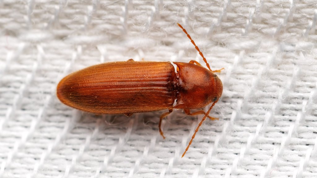 Porthmidius austriacus