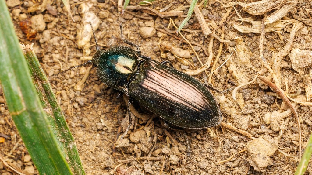 Selatosomus aeneus