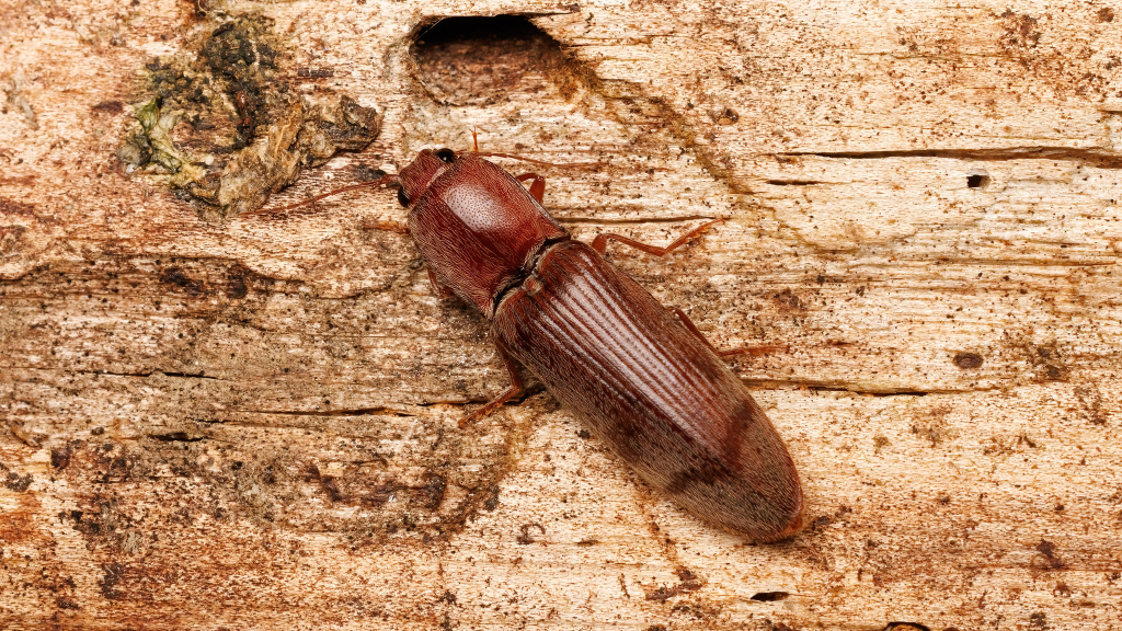 Stenagostus rhombeus
