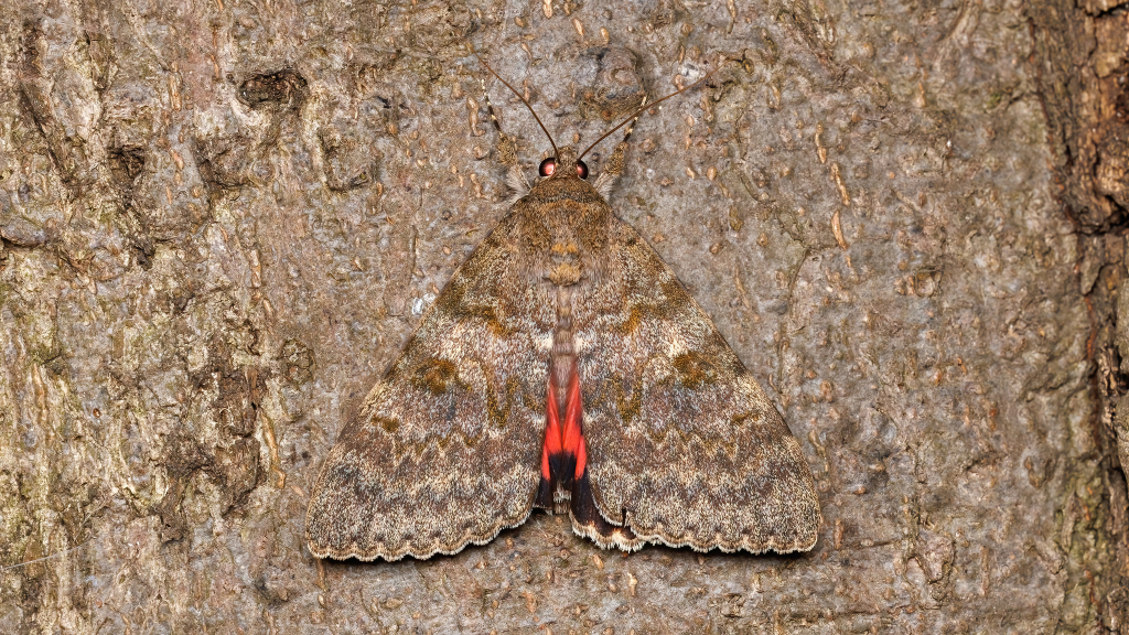 Catocala elocata