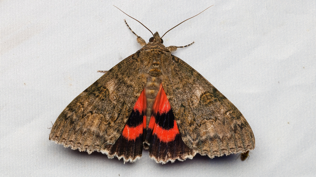 Catocala nupta