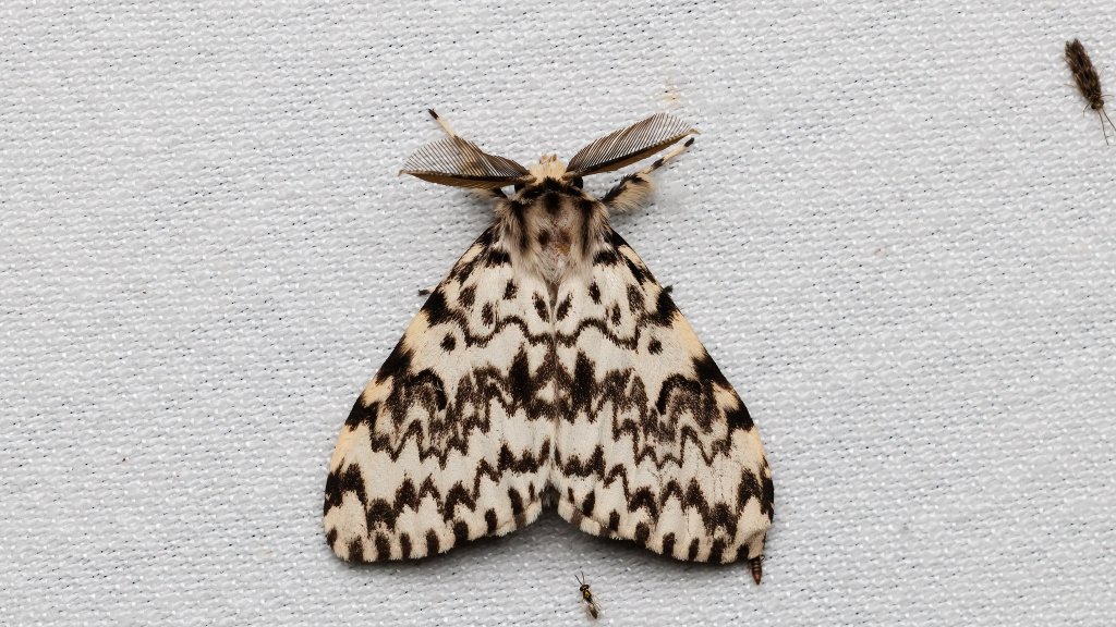 Lymantria monacha