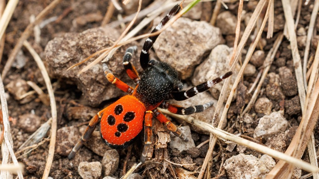 Eresus kollari