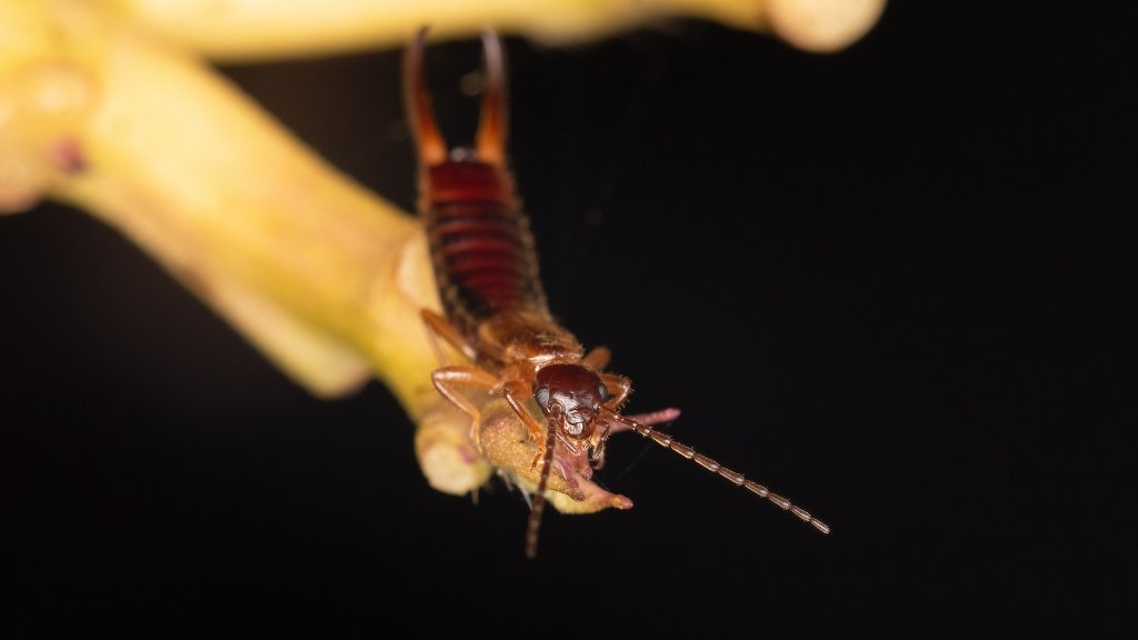 Apterygida albipennis