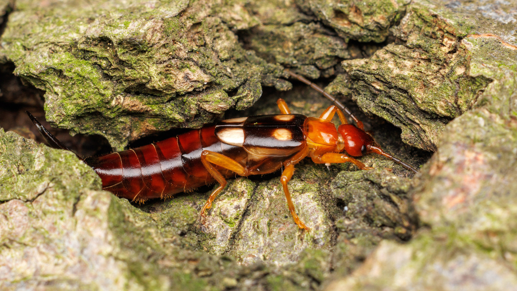 Forficula smyrnensis