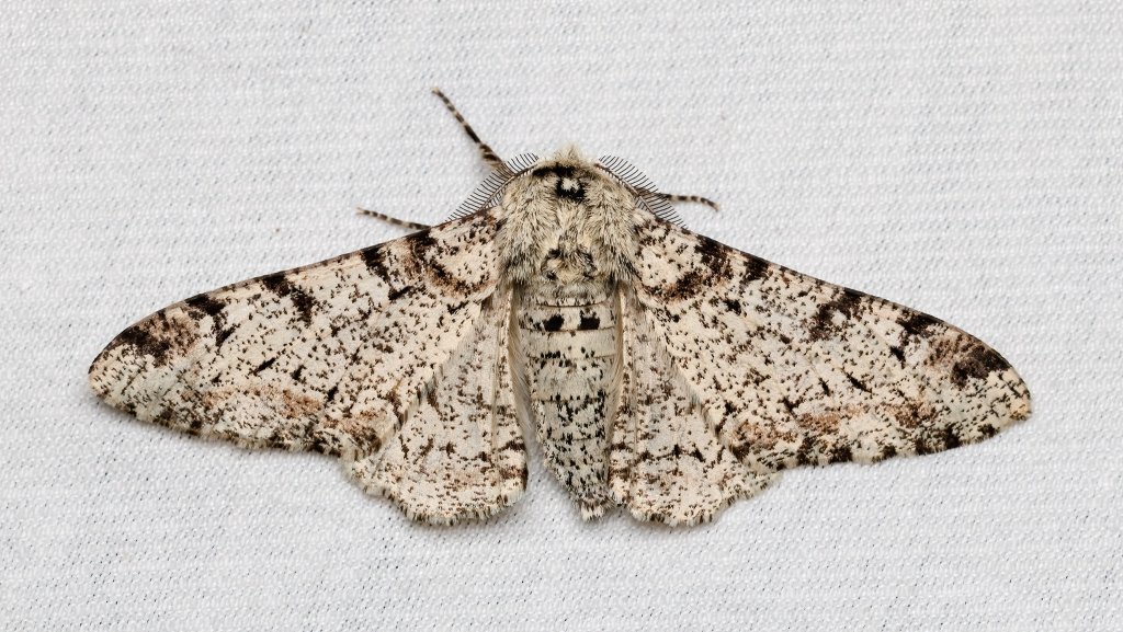 Biston betularia