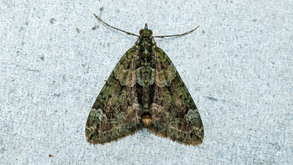 Chloroclysta siterata