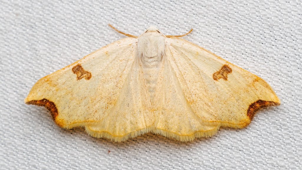 Eilicrinia cordiaria
