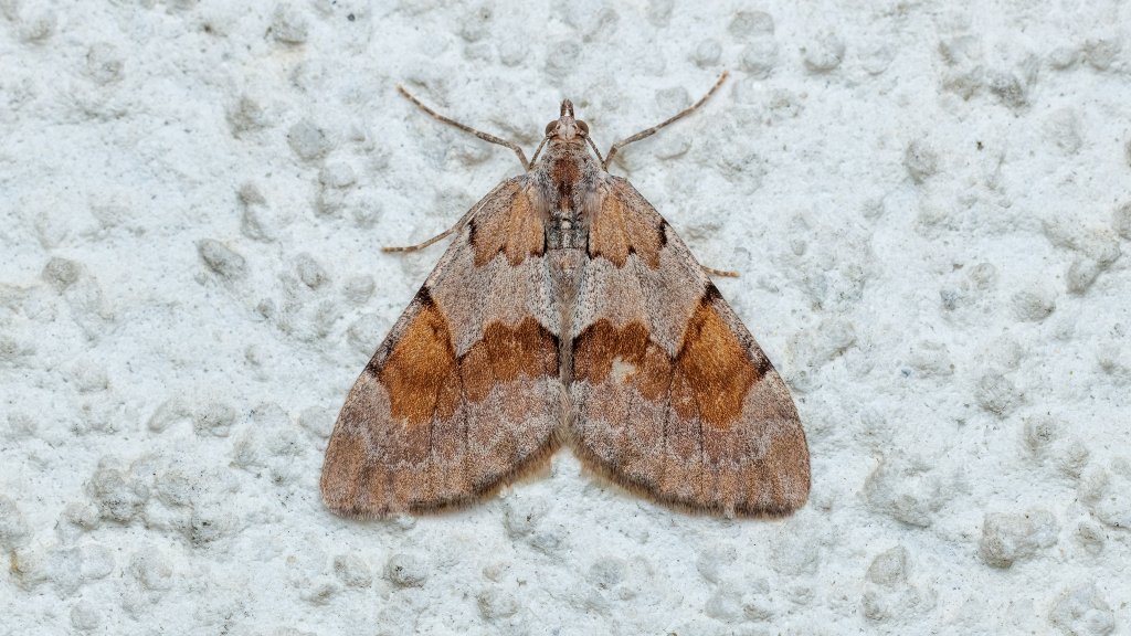 Pennithera firmata