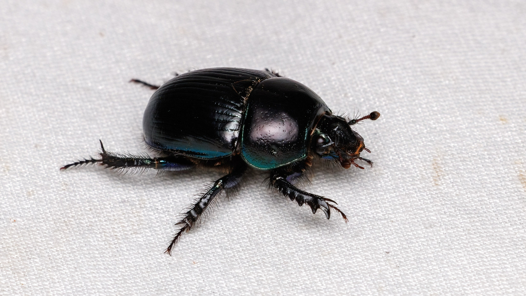 Geotrupes stercorarius