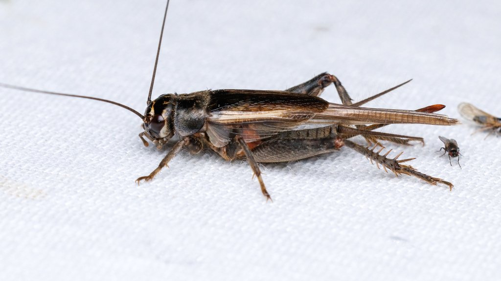 Eumodicogryllus bordigalensis