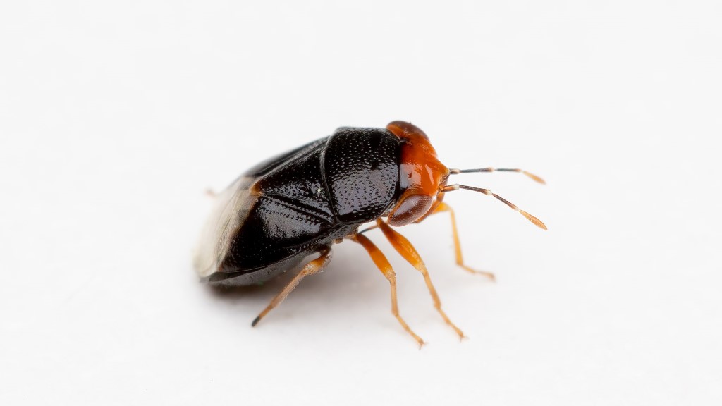 Geocoris erythrocephalus