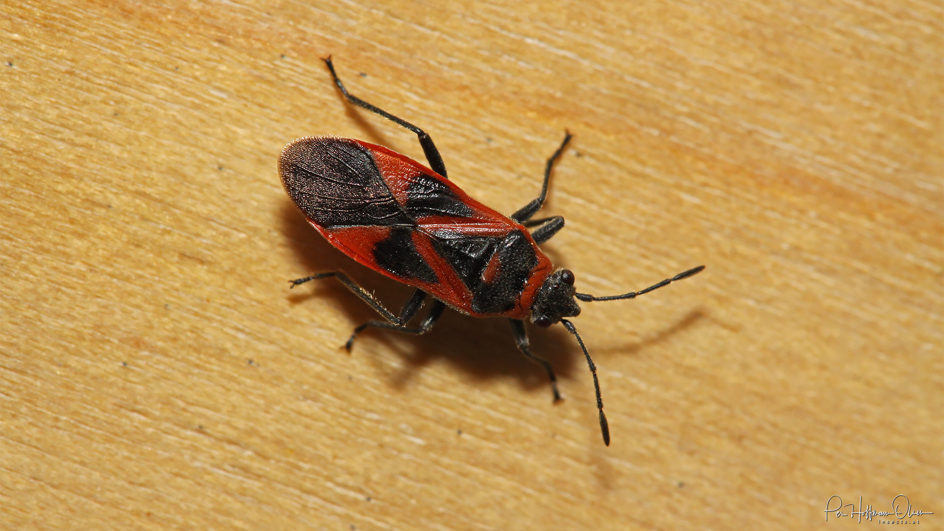 Arocatus roeselii
