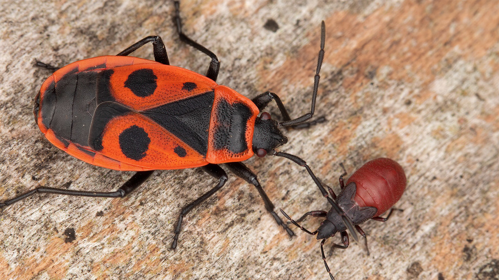 Pyrrhocoris apterus