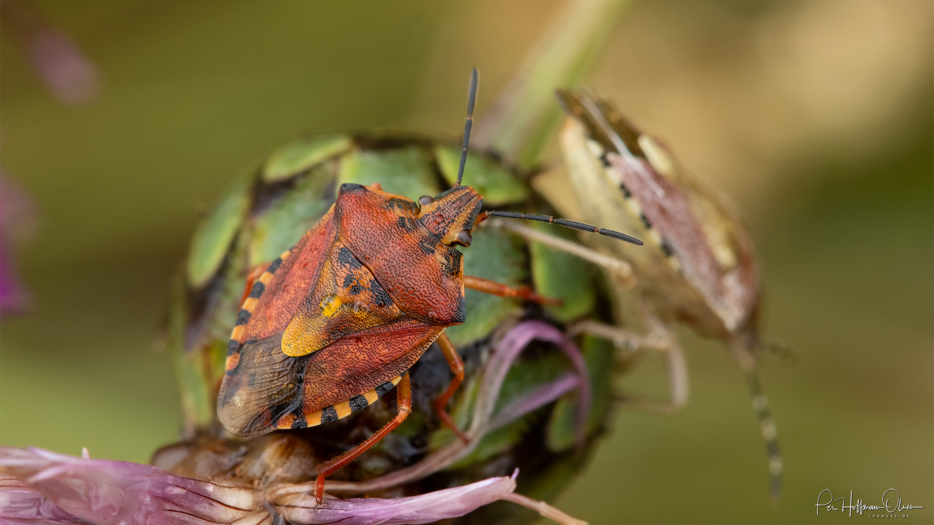 Carpocoris pudicus
