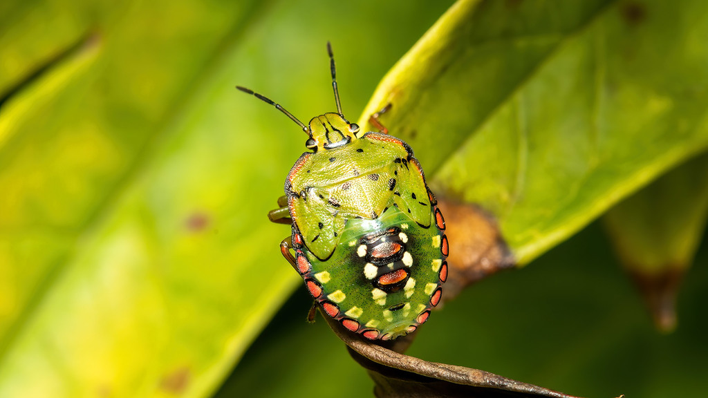Nezara viridula