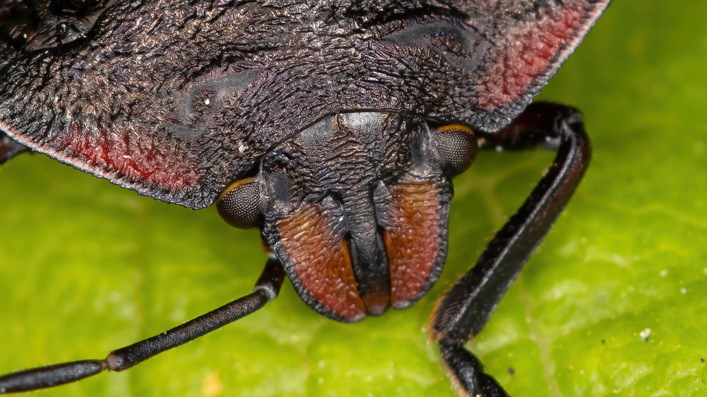 Nezara viridula - Portrait of a nymph head