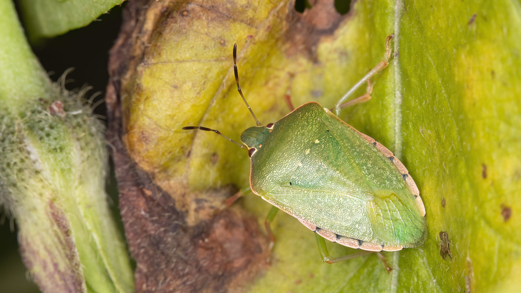 Nezara viridula - Green Adult