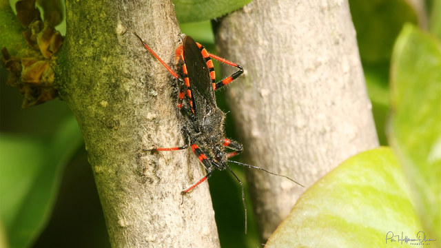 Rhynocoris annulatus