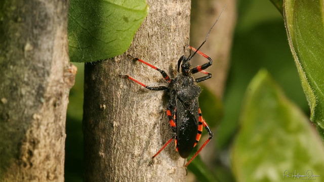 Rhynocoris annulatus