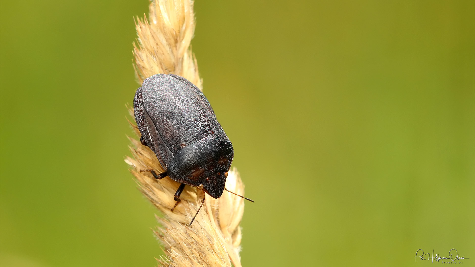 Eurygaster cf. austriaca