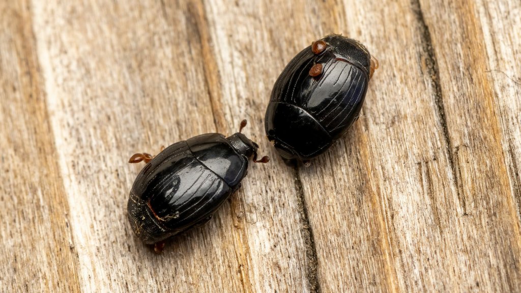 Margarinotus ruficornis