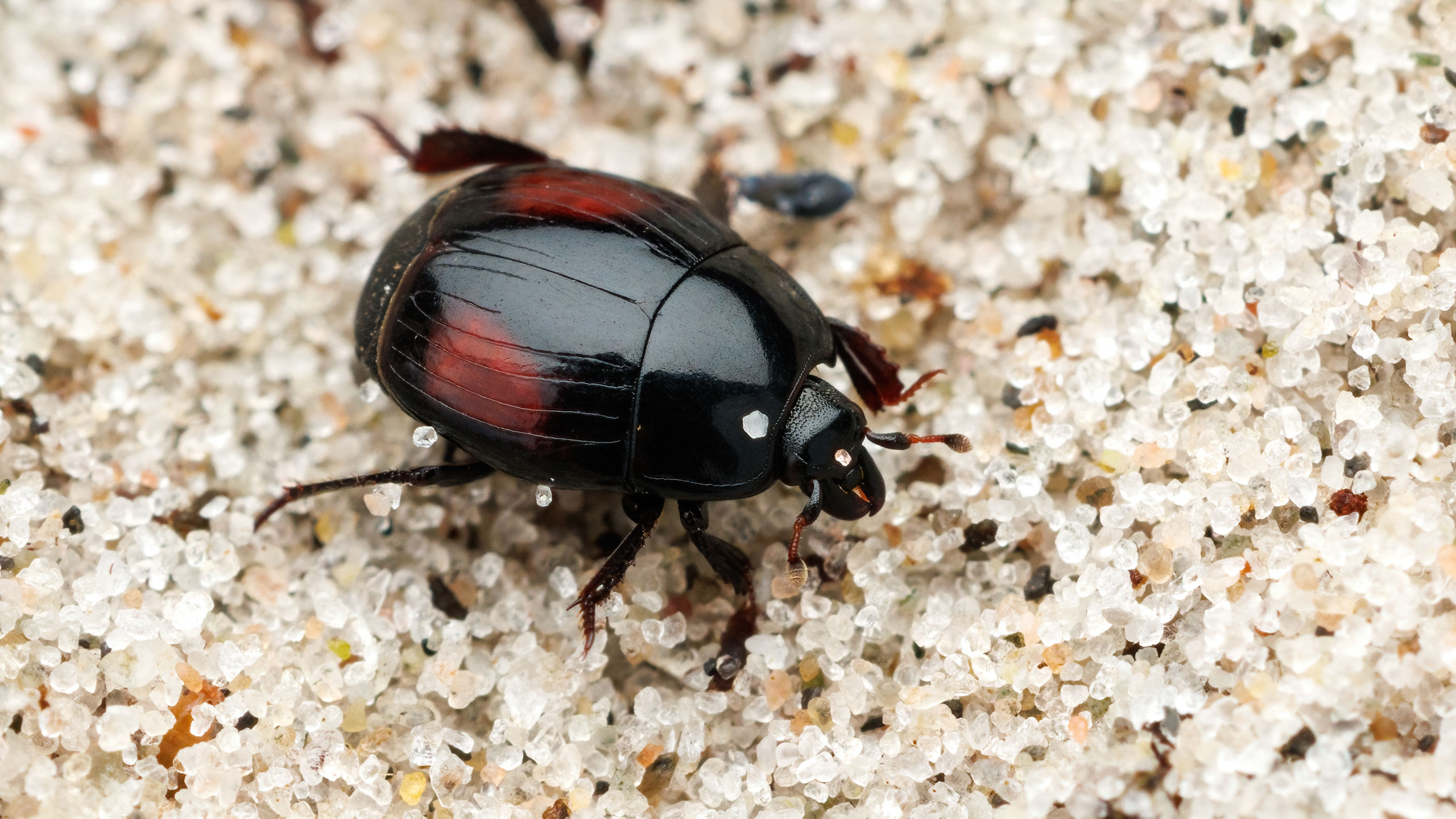 Histeridae Margarinotus purpurascens