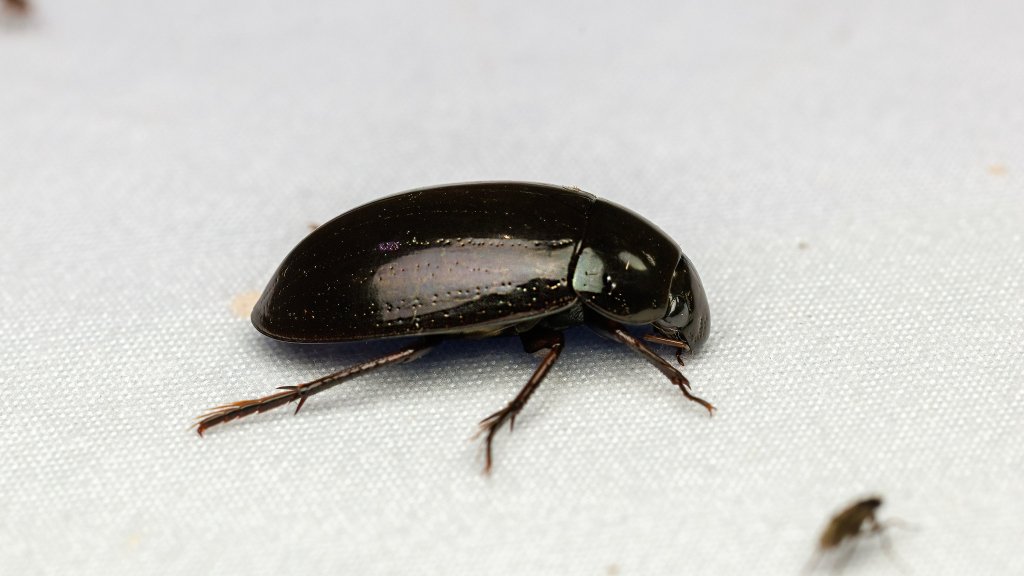 Hydrochara caraboides