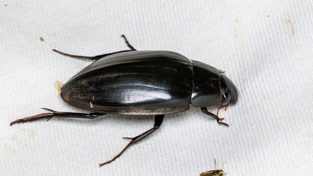 Hydrophilus piceus
