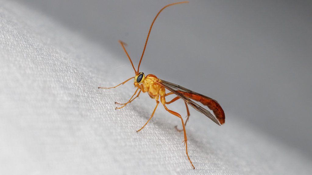 Ophion minutus