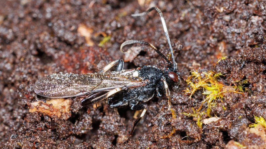 Stenichneumon militarius