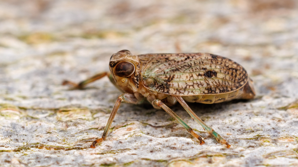 Issus coleoptratus