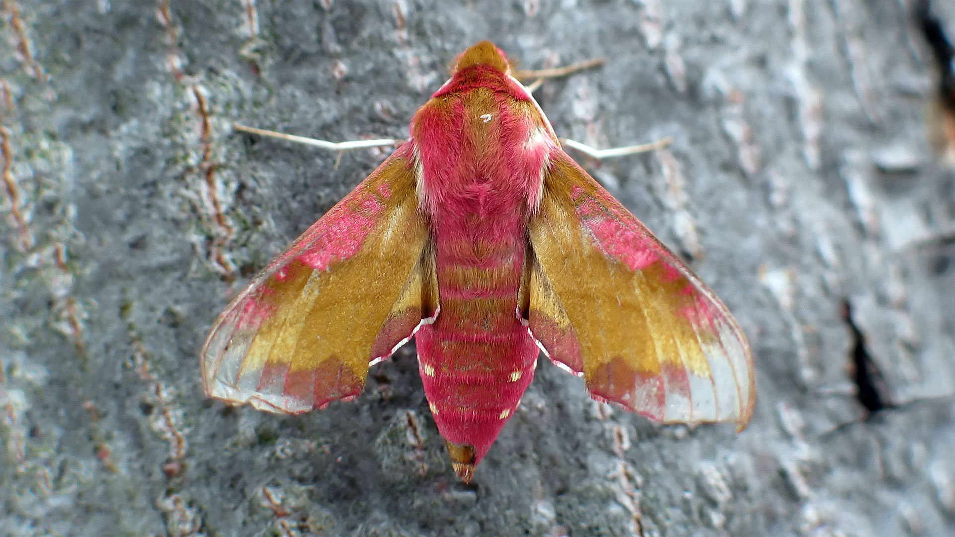 Deilephila porcellus