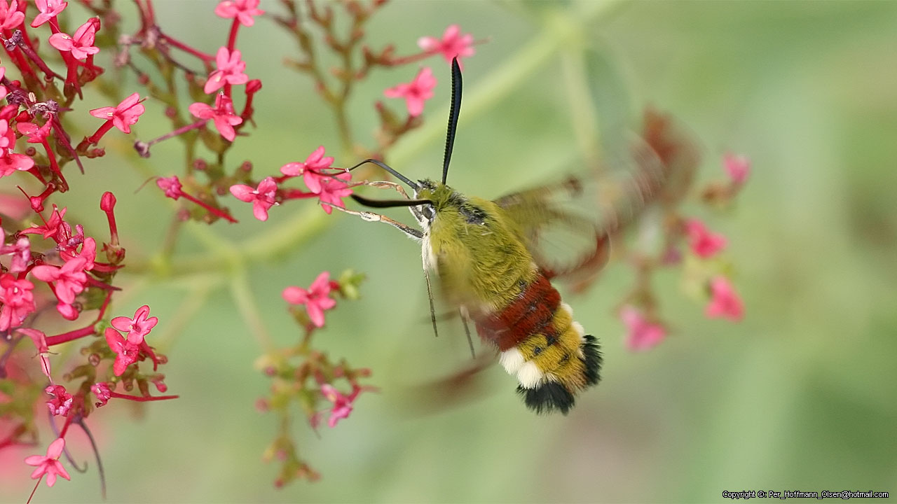 Hemaris fuciformis