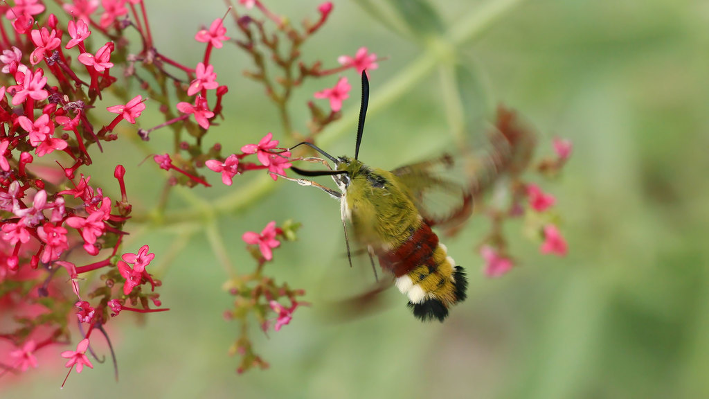 Hemaris fuciformis