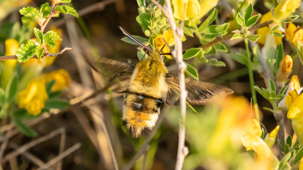 Hemaris tityus