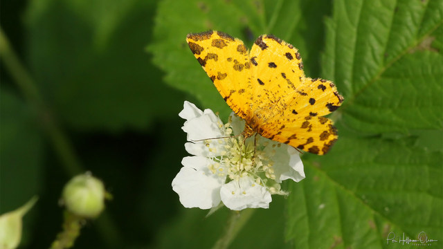 Pseudopanthera macularia