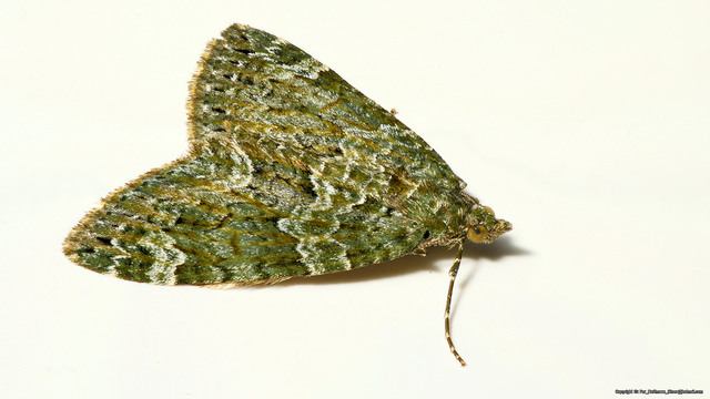 Chloroclysta siterata