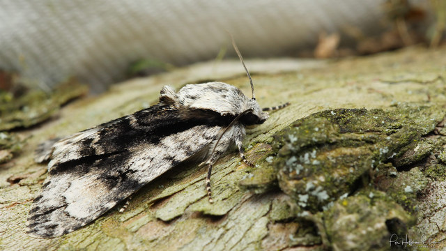 Acronicta alni