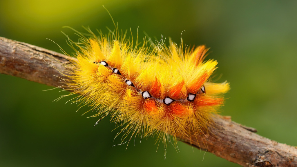 Acronicta aceris 