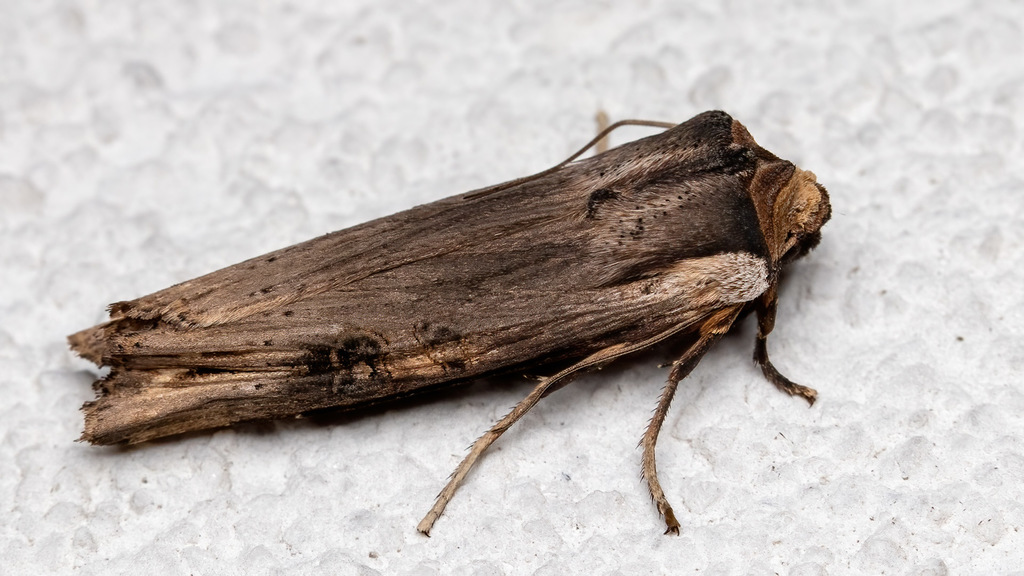 Xylena exsoleta