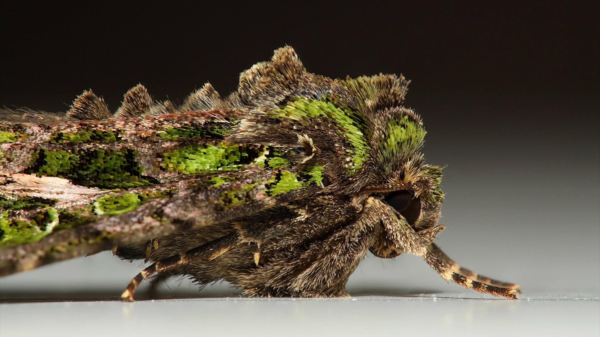 Trachea atriplicis