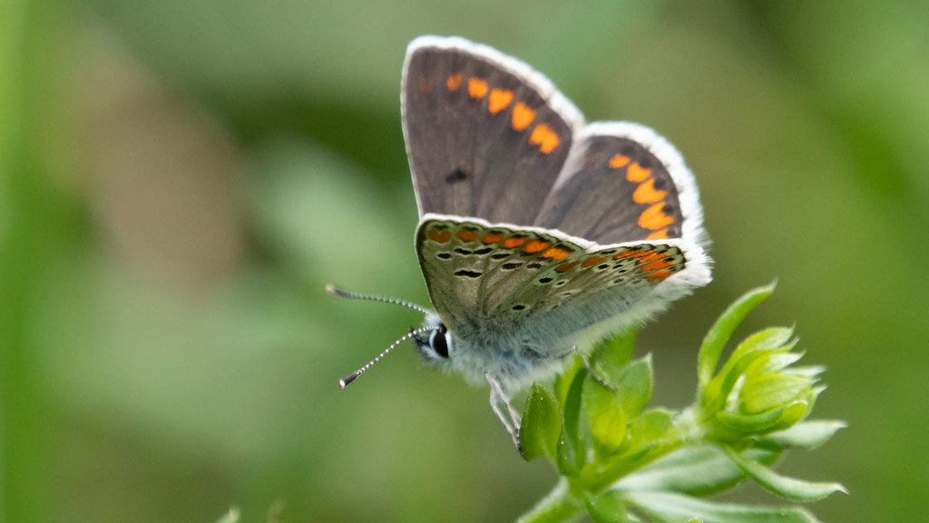 Aricia agestis
